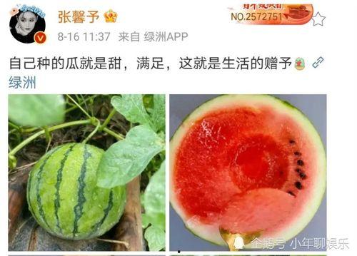 哪里可以吃娱乐圈瓜,揭秘明星们的幕后故事与幕后美食