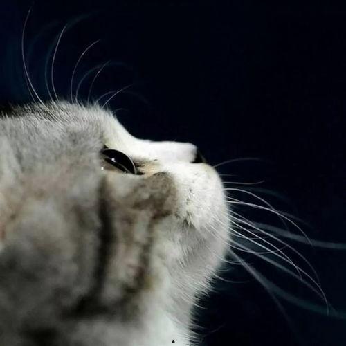 娱乐吃瓜君猫咪老师,娱乐吃瓜君的趣味解读