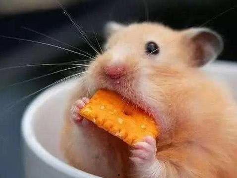 娱乐吃瓜酱本鼠