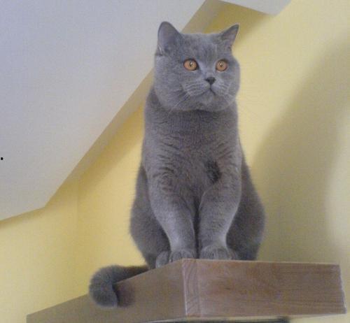 蓝猫娱乐圈吃瓜,揭秘明星幕后吃瓜大揭秘